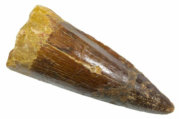 Fossil Spinosaurus Tooth - Real Dinosaur Tooth #349755